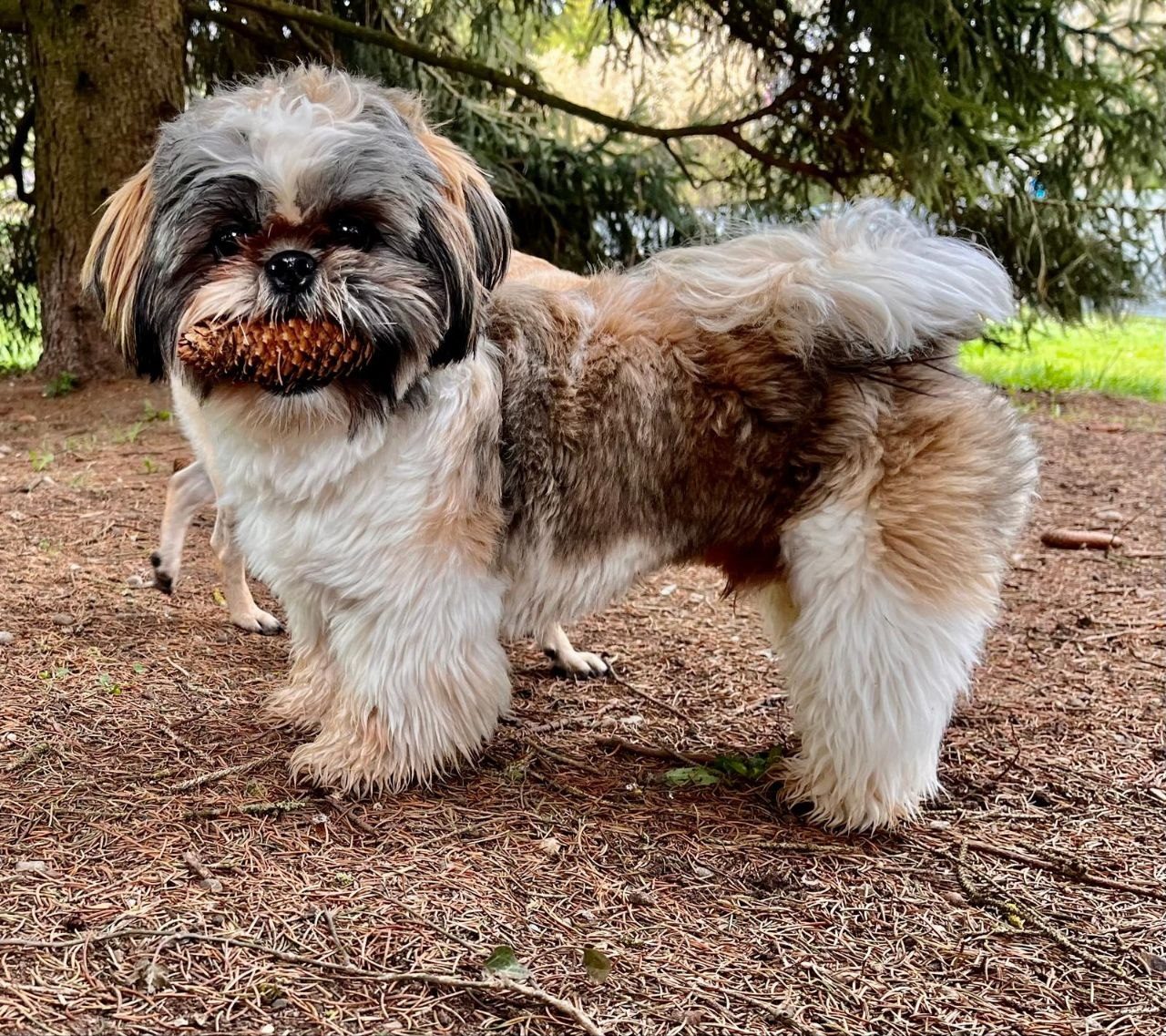 Über uns – Shih Tzu mit Tannenzapfen bei MagnaDogs