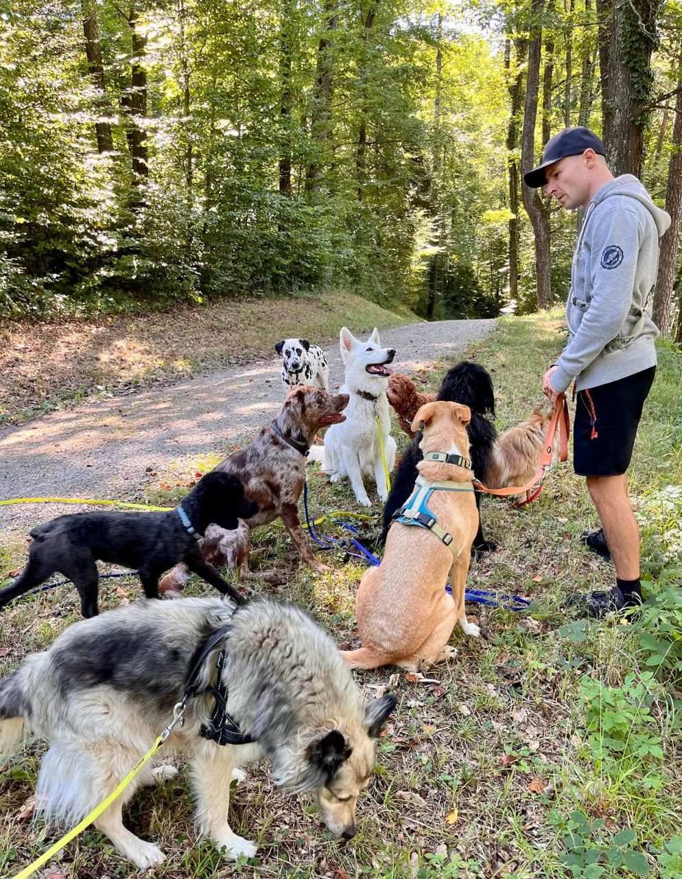 Kim mit aufmerksamem Rudel