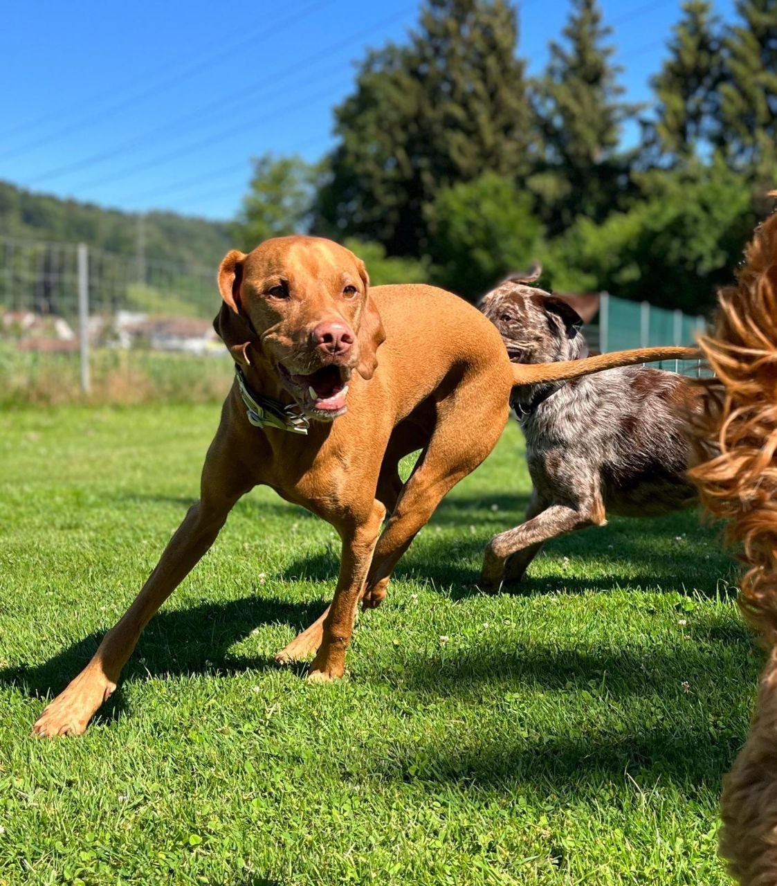 Vizsla rennt über die Wiese