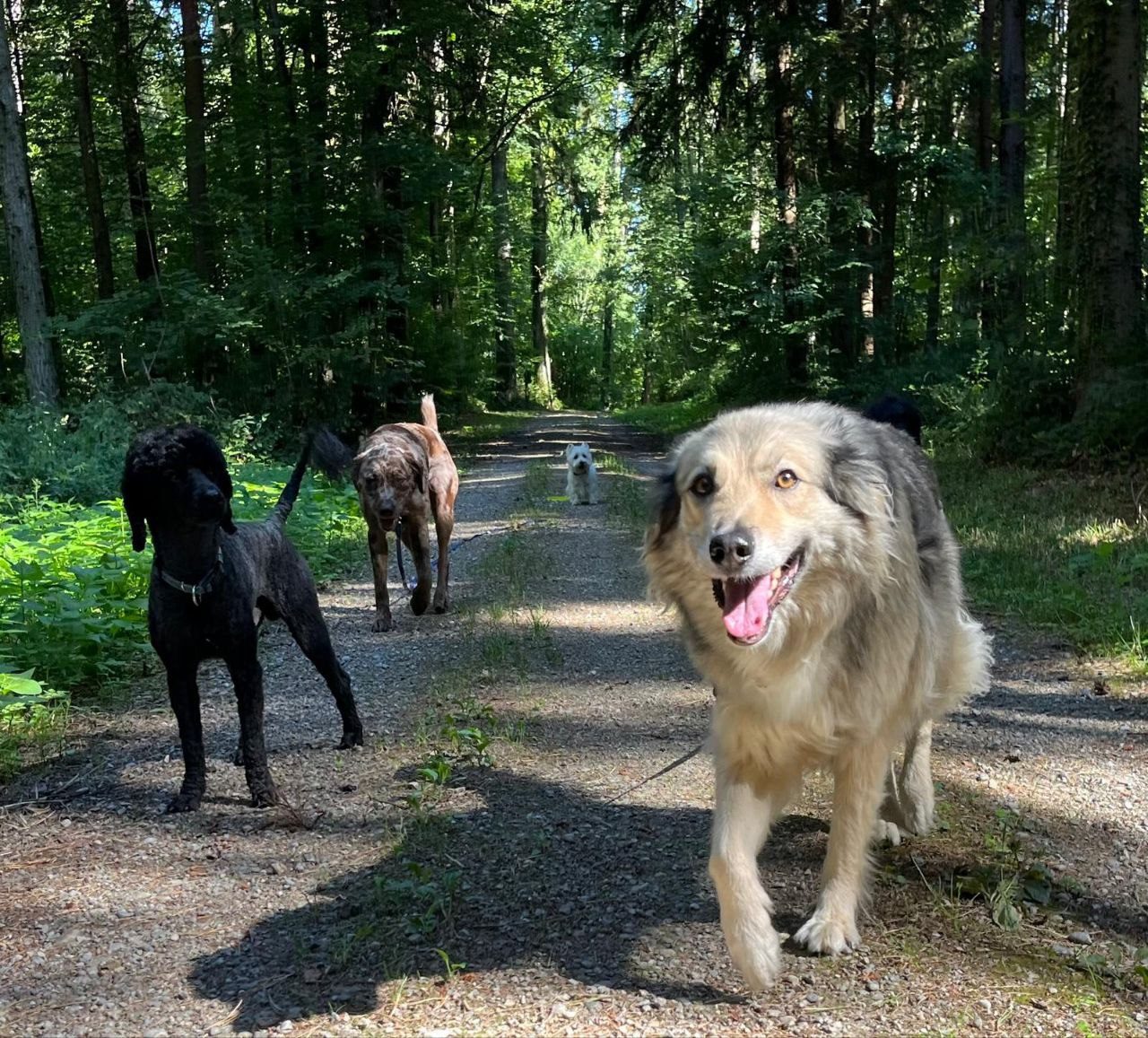 Rudel auf dem Waldweg