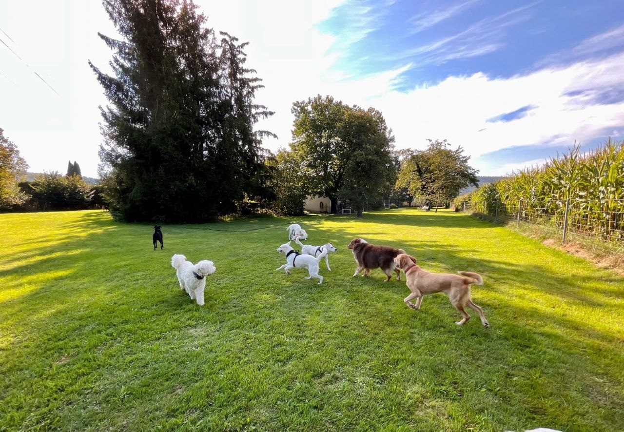 Rudel beim Spielen auf der grossen Wiese