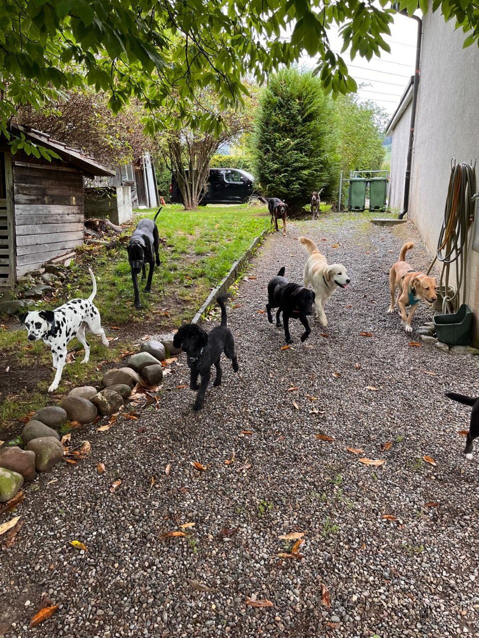 Rudel auf dem Gelände