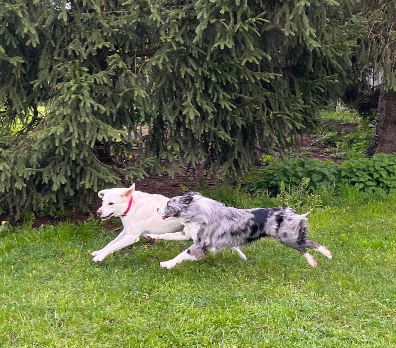 Weisser Schäfer und Aussie rennen um die Wette