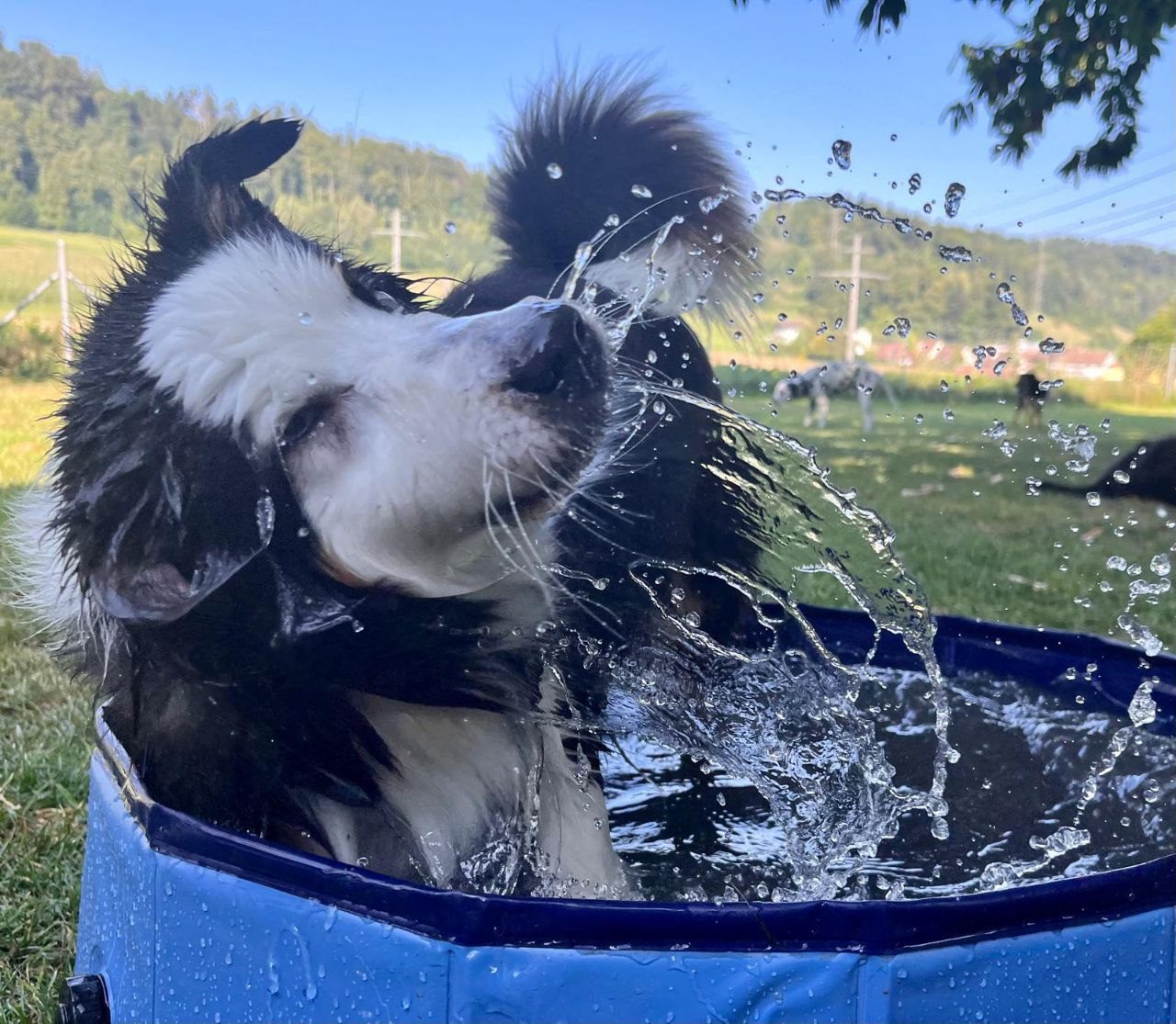 Hund im Planschbecken