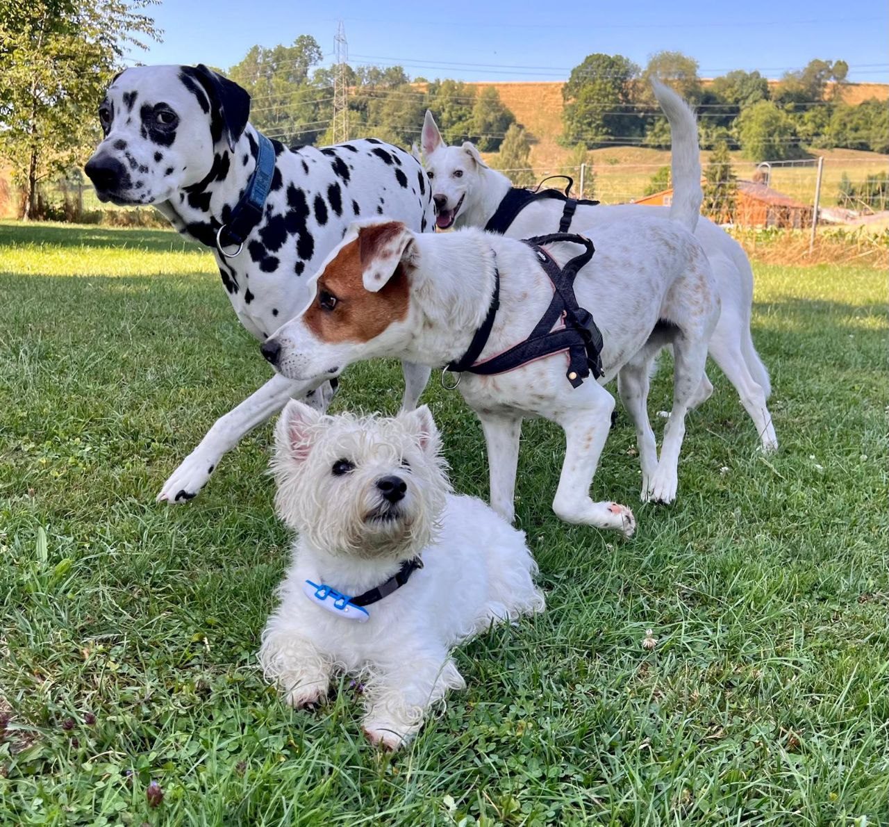 Dalmatiner, Westie und Freunde auf der Wiese