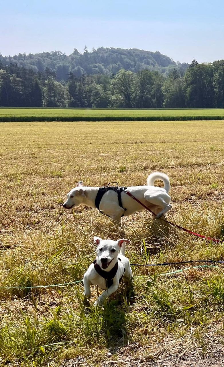 Hunde auf dem Feld