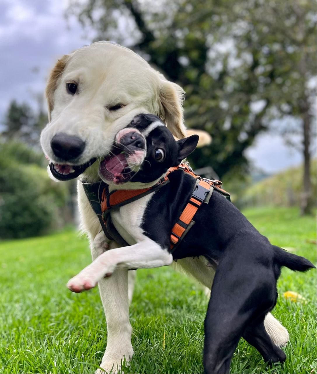 Golden Retriever und Frenchie beim Spielen