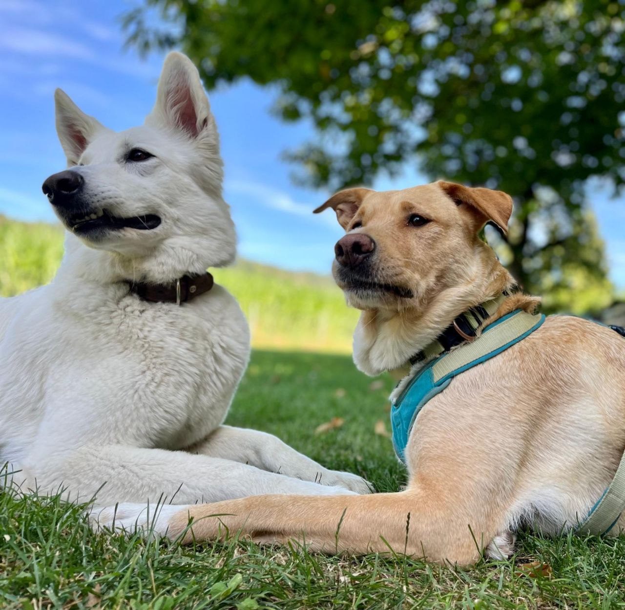 Weisser Schäfer und Labrador entspannen