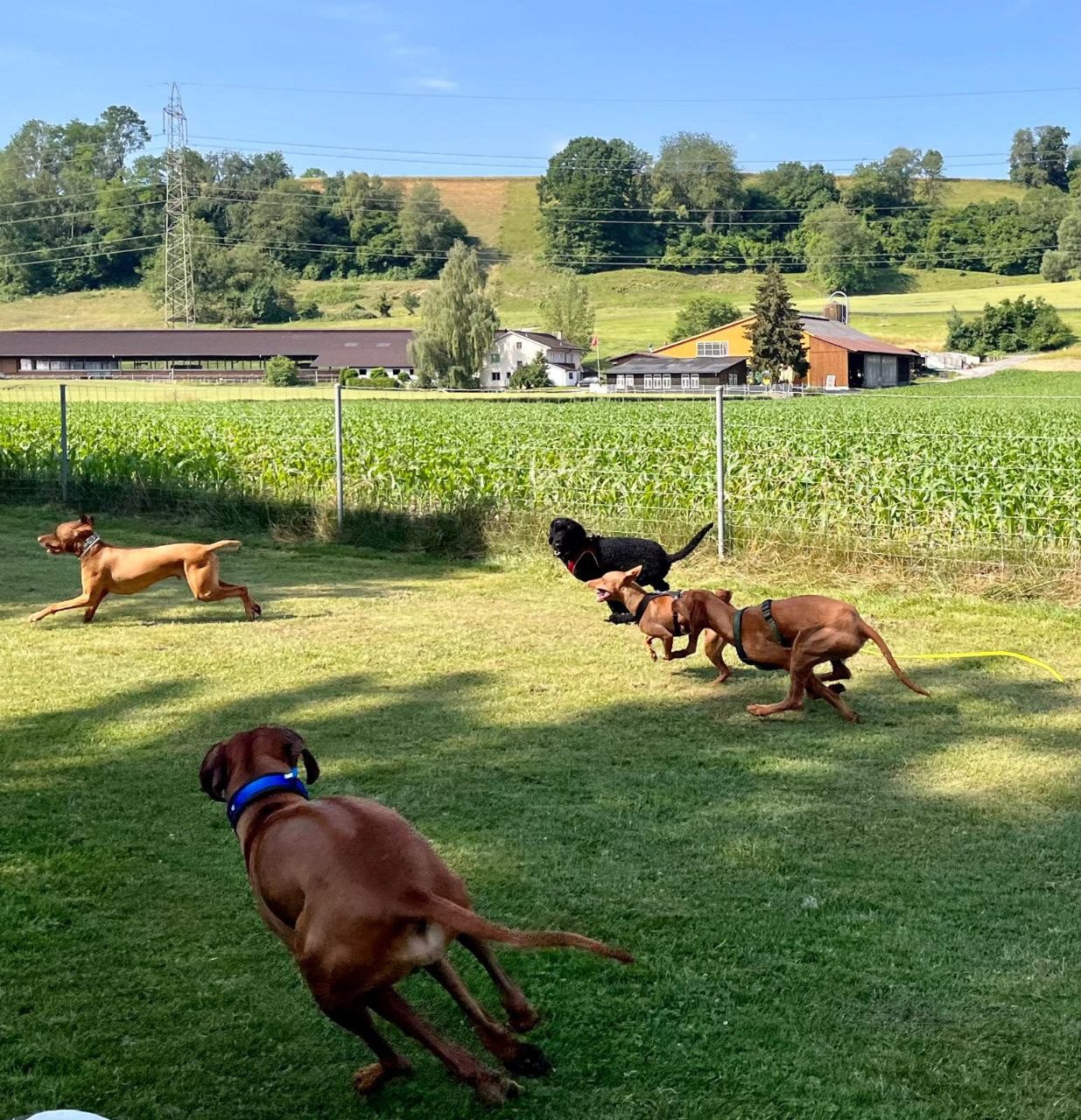 Rhodesian Ridgebacks in Action