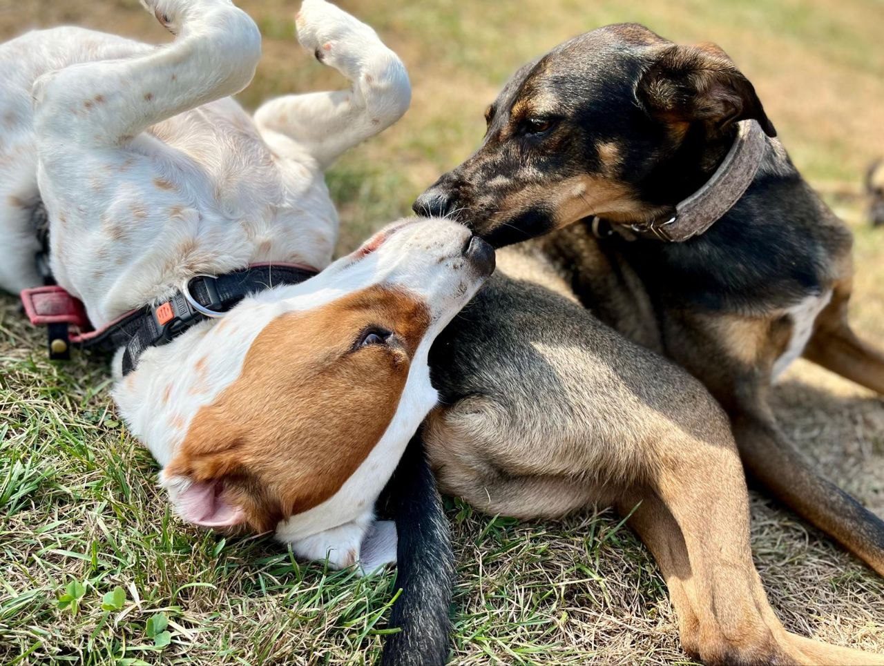 Hunde kuscheln auf der Wiese