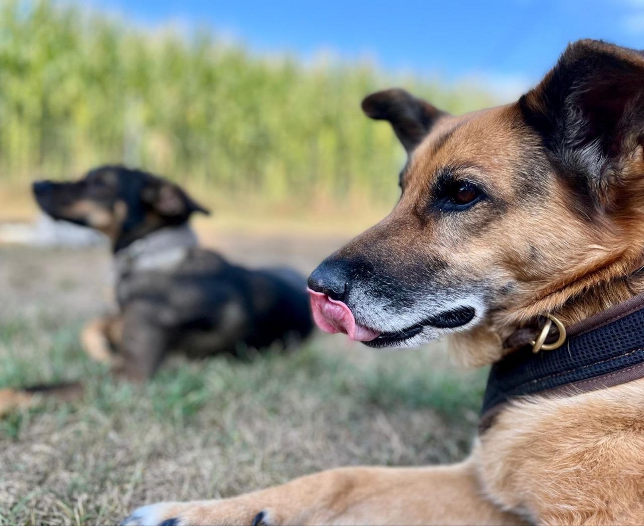 Hundepension MagnaDogs – entspannte Hunde auf dem Gelände