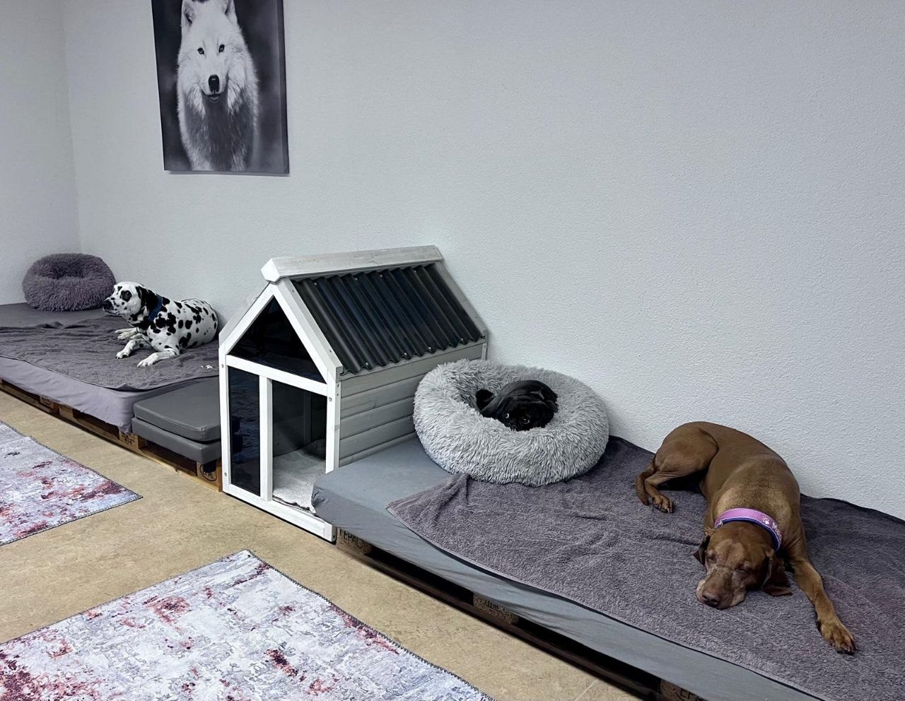 Gemütliche Hundelounge