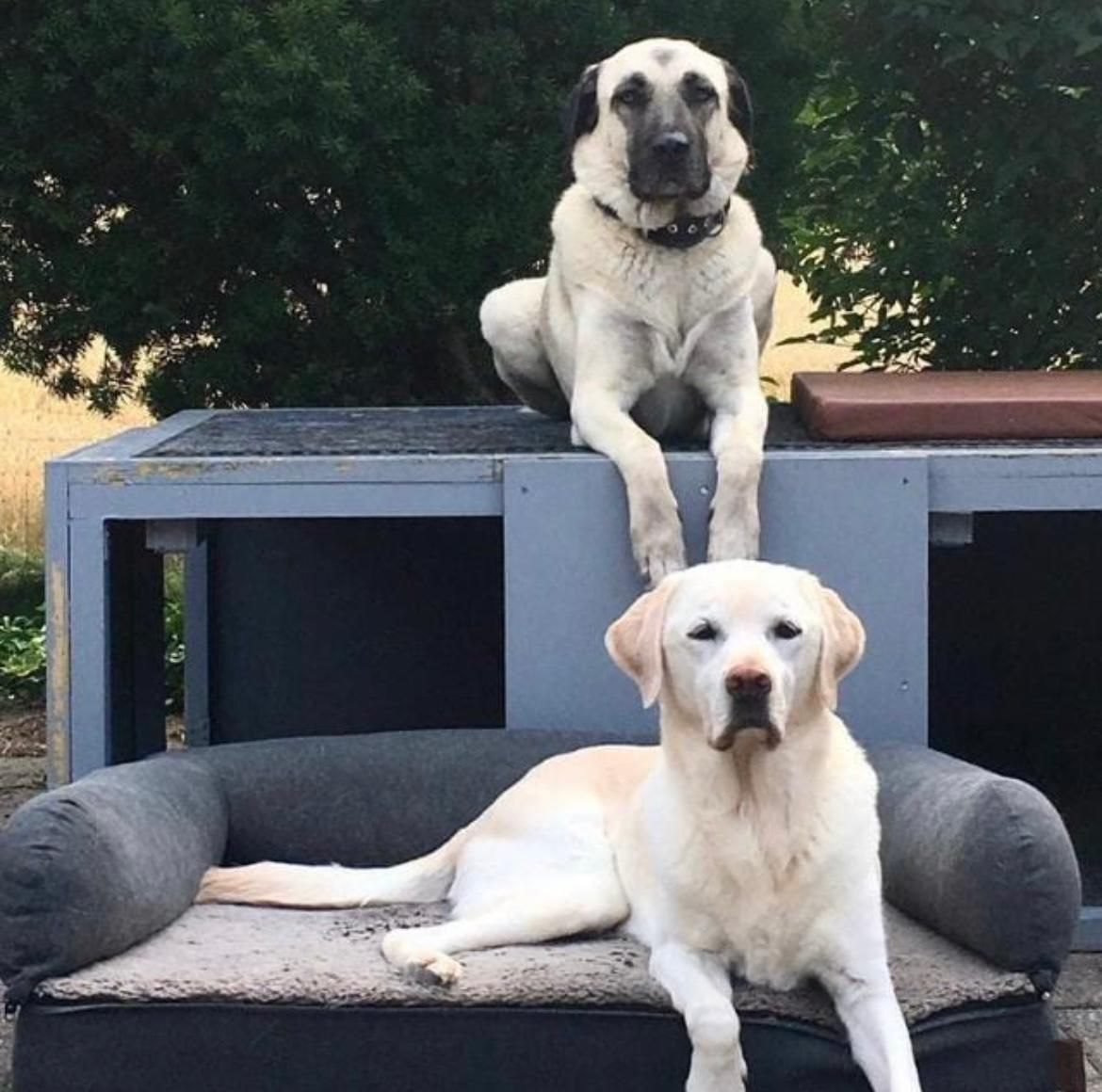 Kangal und Labrador auf der Hundelounge
