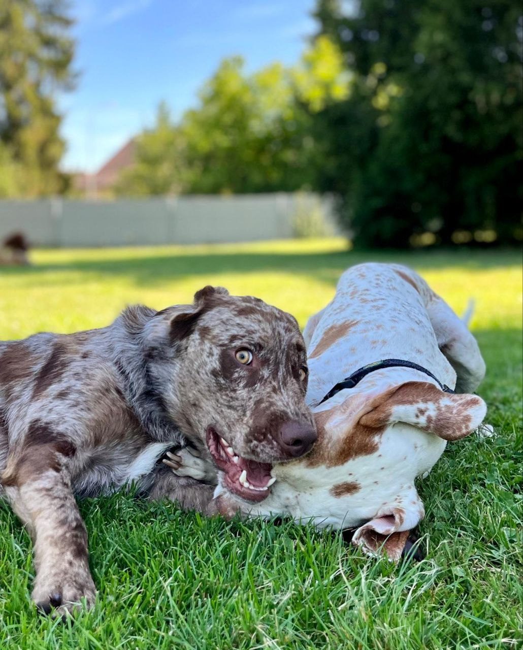 Zwei Hunde spielen auf der Wiese