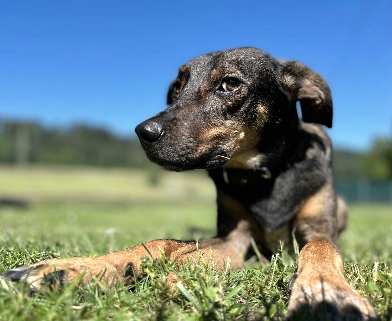 Preise MagnaDogs – entspannter Hund auf der Wiese