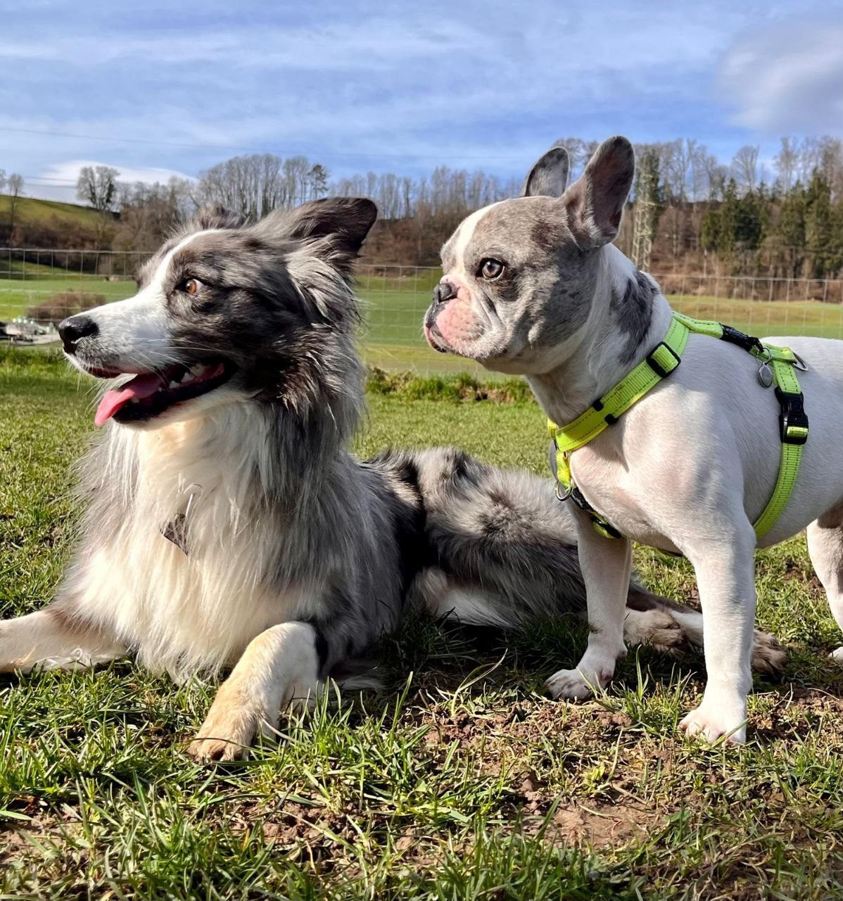 Hundetraining – individuelles Coaching