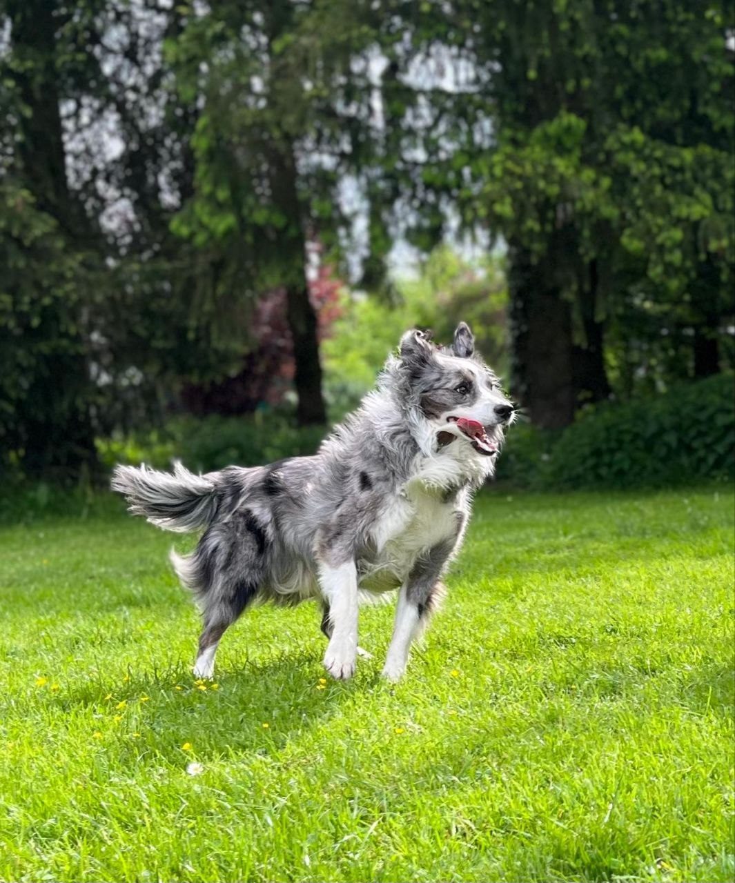 Hundetraining bei MagnaDogs – Hund auf der Wiese