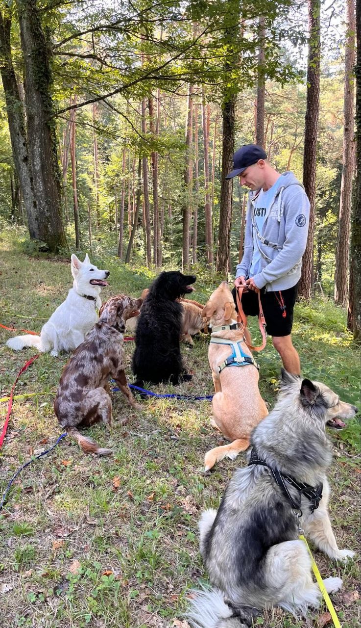Kim beim Training mit dem Rudel im Wald