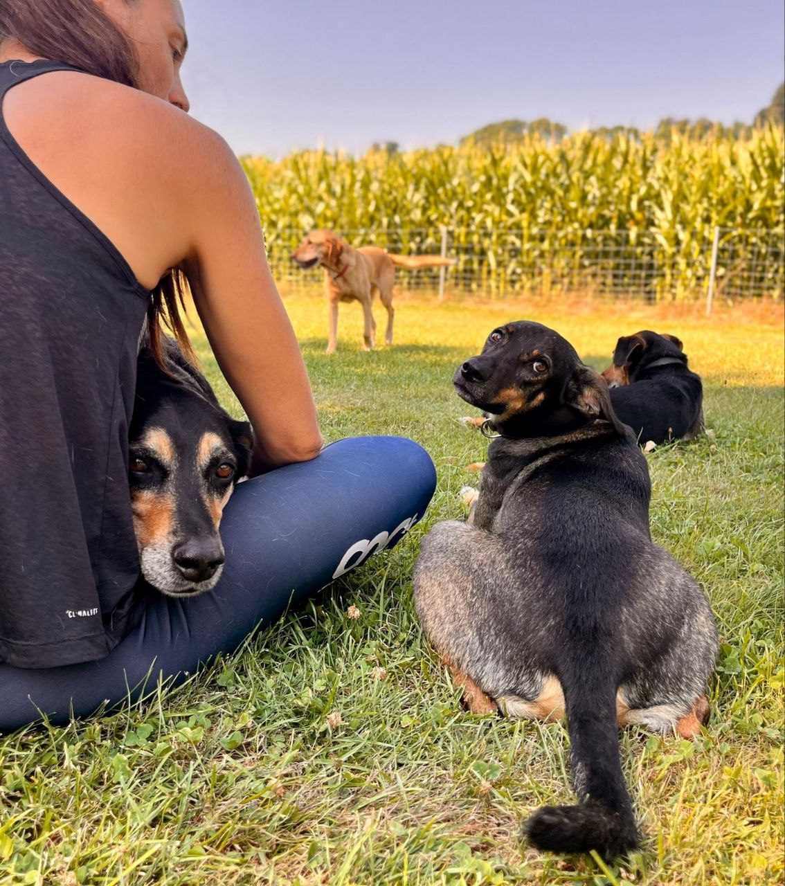 Vertrauensvolle Zusammenarbeit – Hunde entspannen bei Melanie