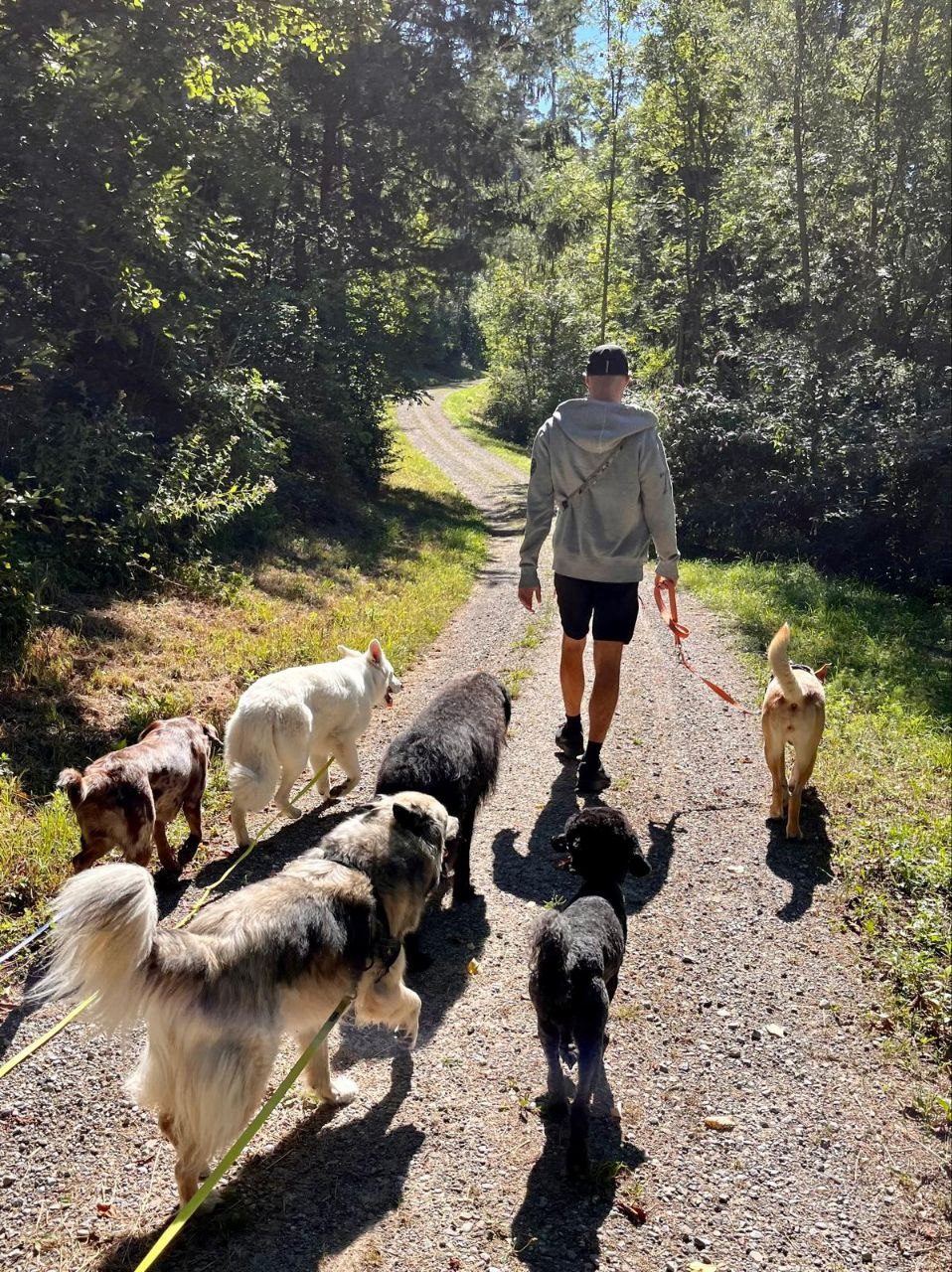 Hundeausführservice – Rudel beim Waldspaziergang