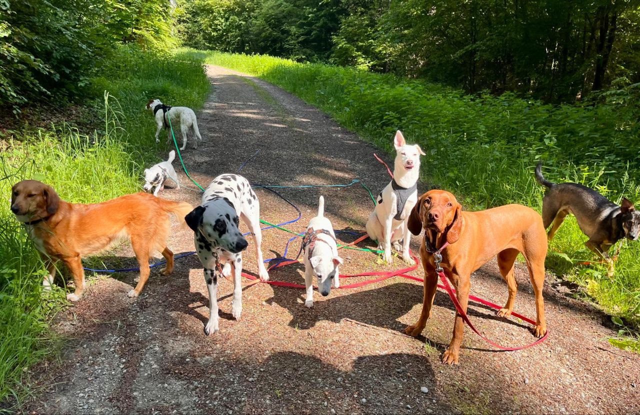 Rudel auf dem Waldweg