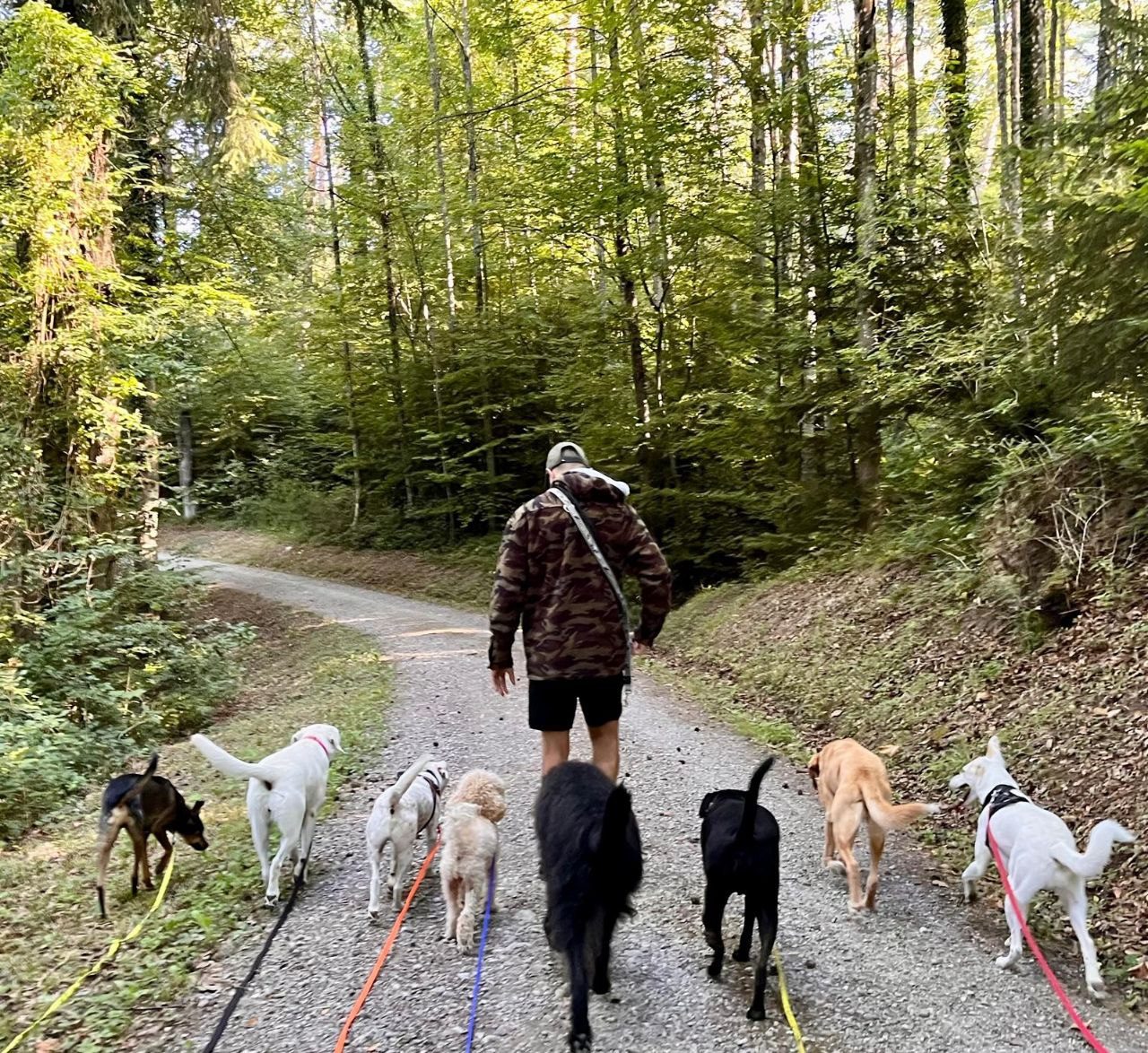 Kim mit Rudel im Wald