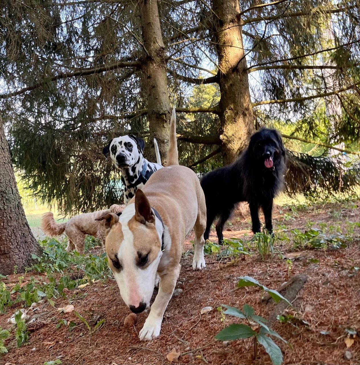 Bull Terrier, Dalmatiner und Flatcoat im Wald