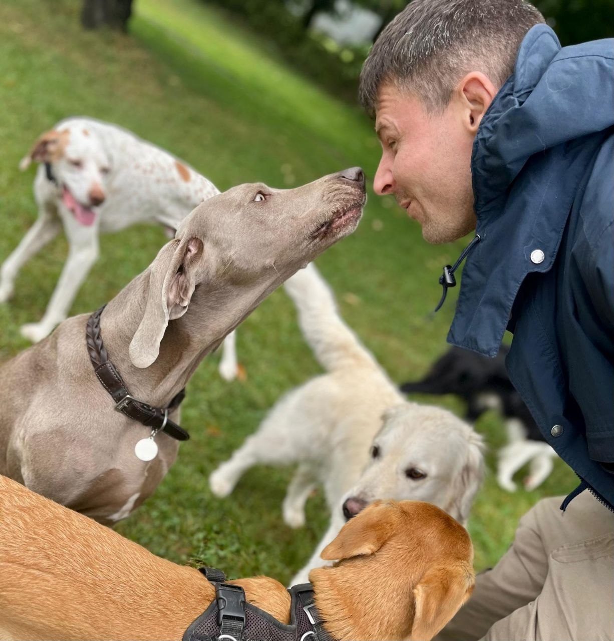 Kim mit Weimaraner und Rudel auf der Wiese
