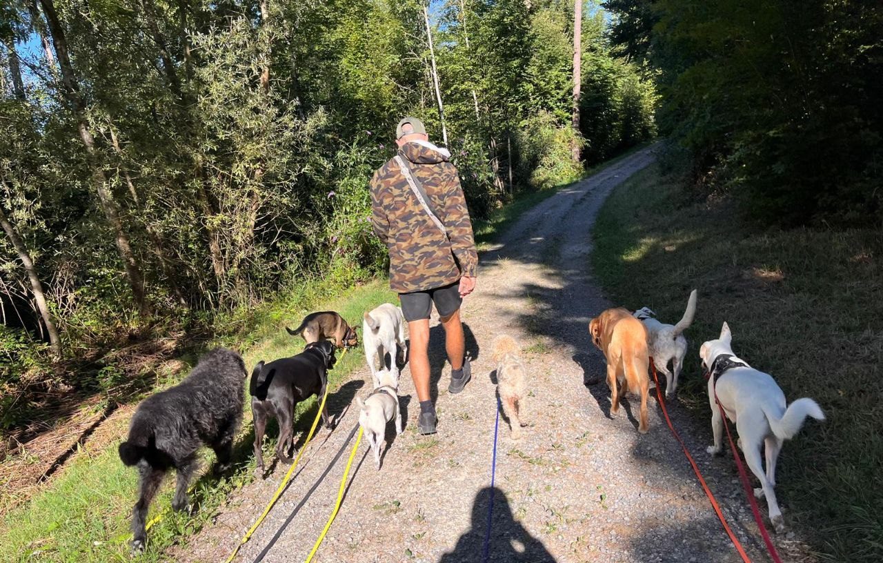 Hundeausführservice – Kim mit Rudel auf dem Waldweg
